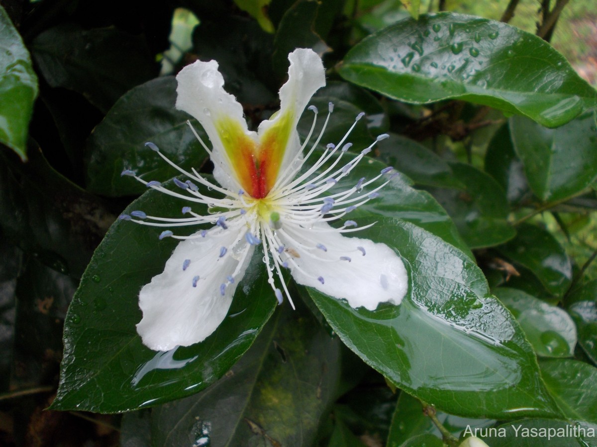 Capparis brevispina DC.